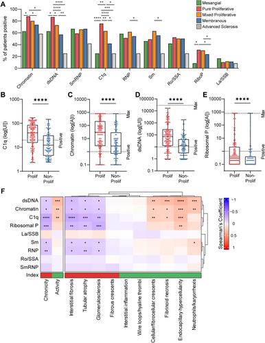 Association of Autoantibody Concentrations and Trajectories With Lupus Nephritis Histologic Features and Treatment Response