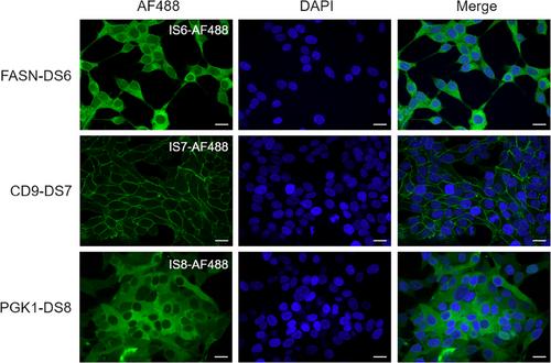 Oligo cyc-DEP: On-chip cyclic immunofluorescence profiling of cell-derived nanoparticles