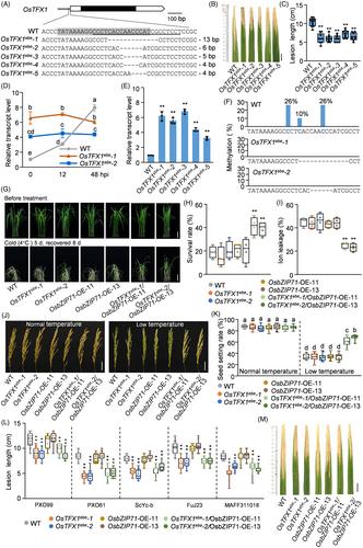 Precision editing of a susceptibility gene promoter to alter its methylation modification for engineering rice resilience to biotic and abiotic stresses