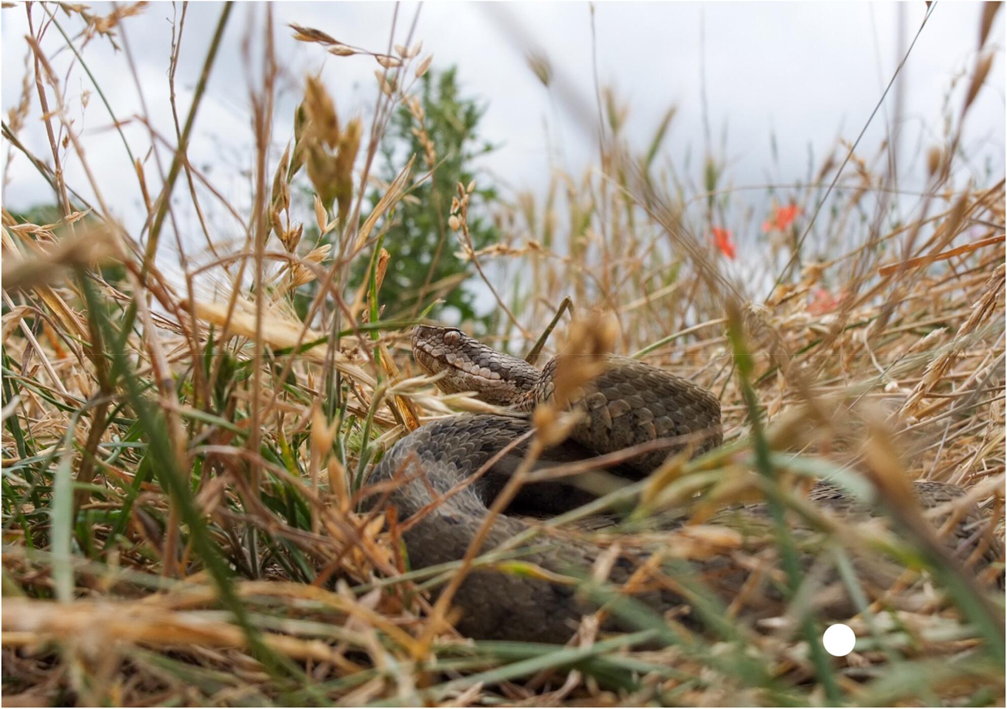 Intensive agriculture increases fluctuating asymmetry of dorsal head shape in Iberian asp viper populations