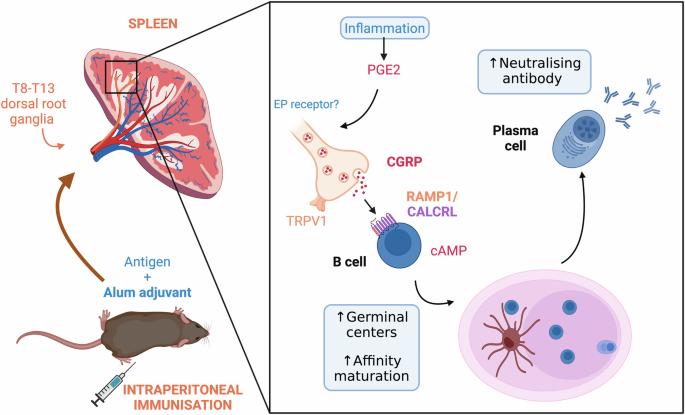 Painful memories boost protective immunity