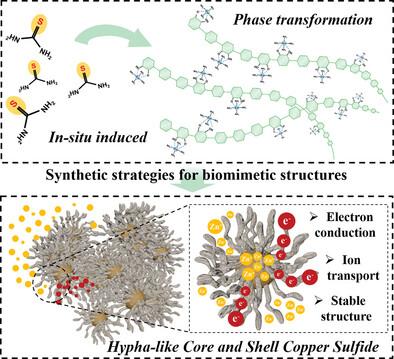 High Stability Hypha-Like Core–Shell Nanostructure by In Situ Induced Phase Inversion for Zinc Metal Batteries