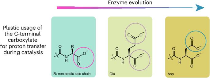 Protein semisynthesis reveals plasticity in HECT E3 ubiquitin ligase mechanisms