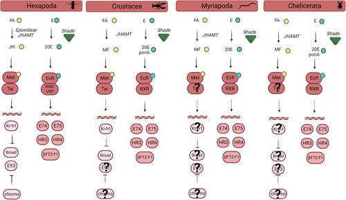 The moulting arthropod: a complete genetic toolkit review