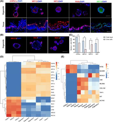 Establishment of human corneal epithelial organoids for ex vivo modelling dry eye disease