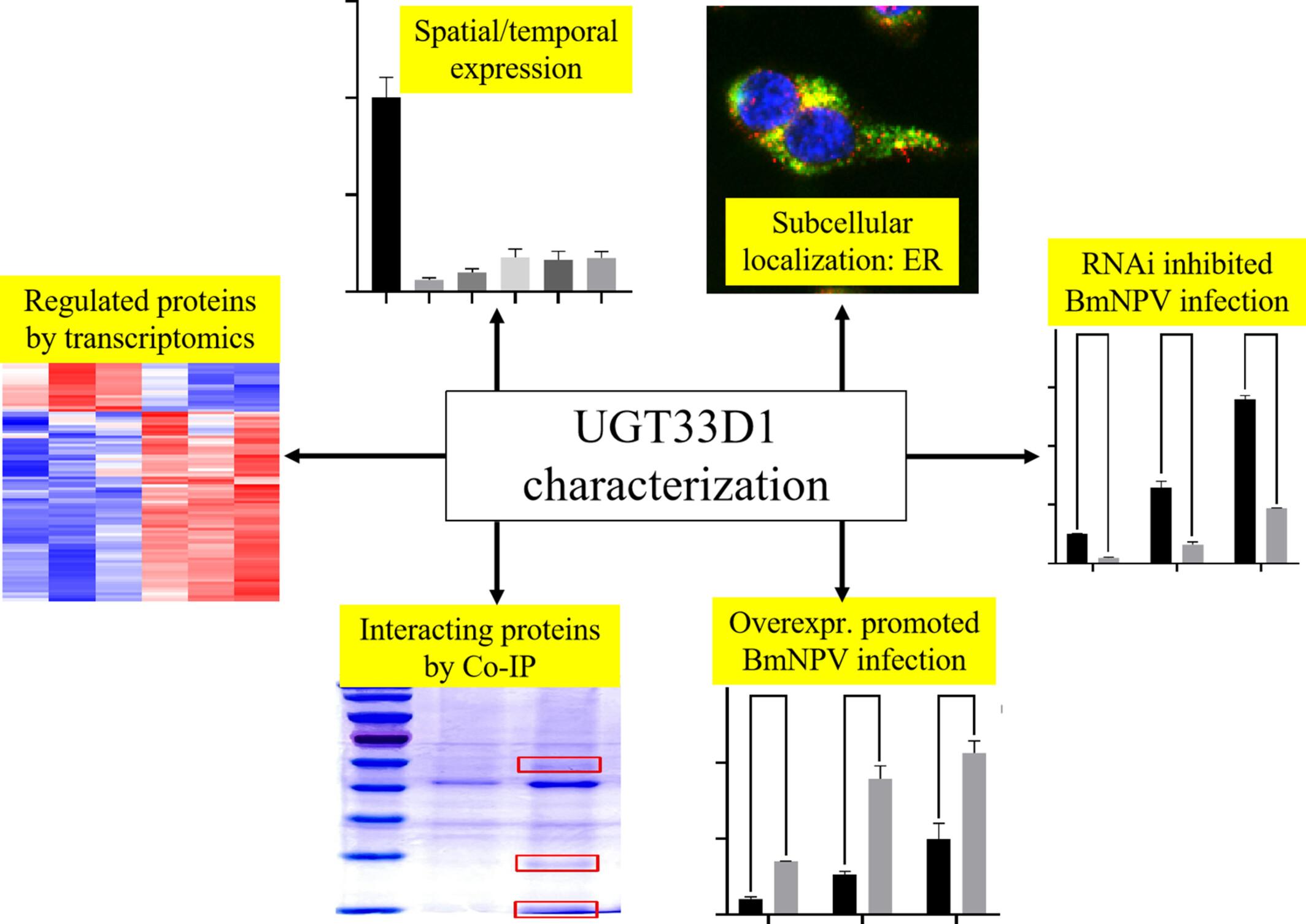 Characterization of the UDP-glycosyltransferase UGT33D1 in silkworm Bombyx mori