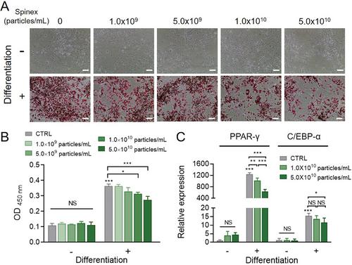 Exploiting Spinach-Derived Extracellular Vesicles for Anti-Obesity Therapy Through Lipid Accumulation Inhibition