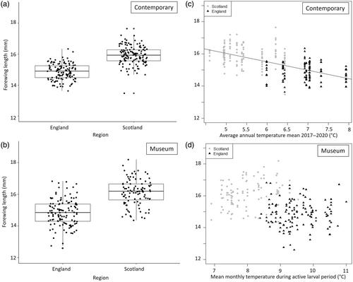 Reduced size in a montane butterfly at its warm range boundaries