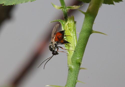 Successful gall induction on wild roses by gall wasps under lab conditions