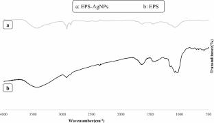 Biogenic Synthesis of Antibacterial and Antioxidant Silver Nanoparticles Using Enterococcus faecium DU.FS-Derived Exopolysaccharides: A Sustainable Approach for Green Nanotechnology