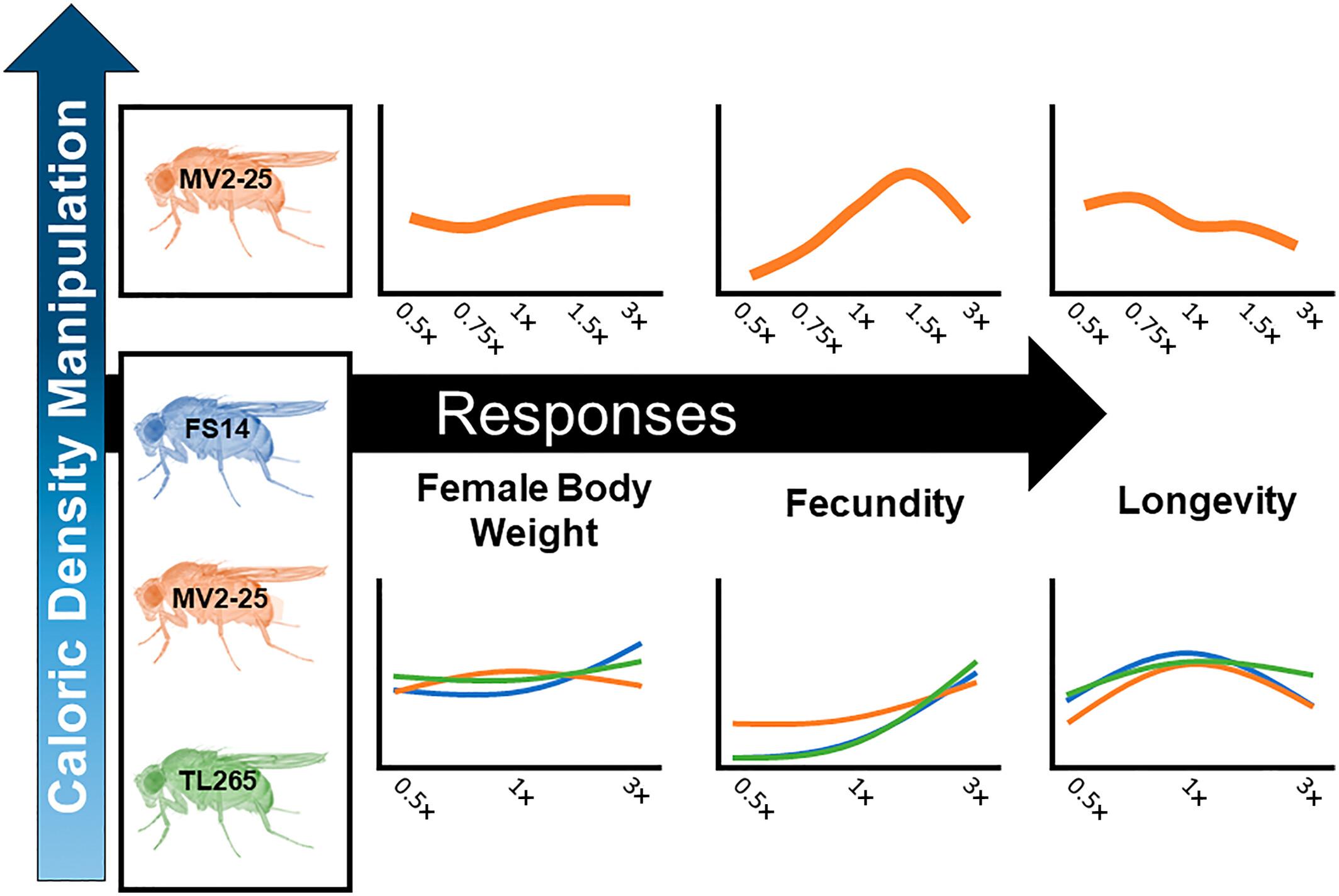 Response of fruit fly (Drosophila pseudoobscura) to diet manipulation of nutrient density