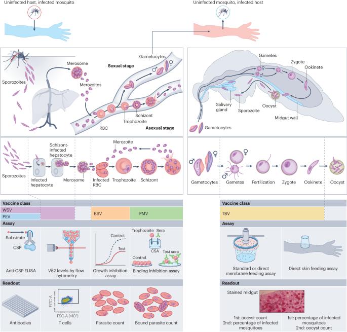 Malaria vaccines: a new era of prevention and control