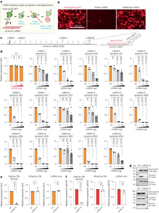 Single-base tiled screen unveils design principles of PspCas13b for potent and off-target-free RNA silencing