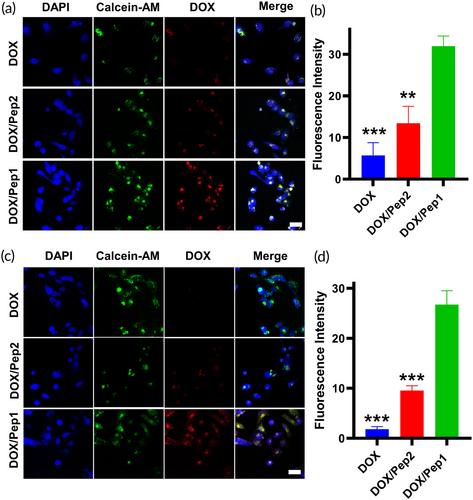 Matrix metalloproteinase 2-responsive dual-drug-loaded self-assembling peptides suppress tumor growth and enhance breast cancer therapy