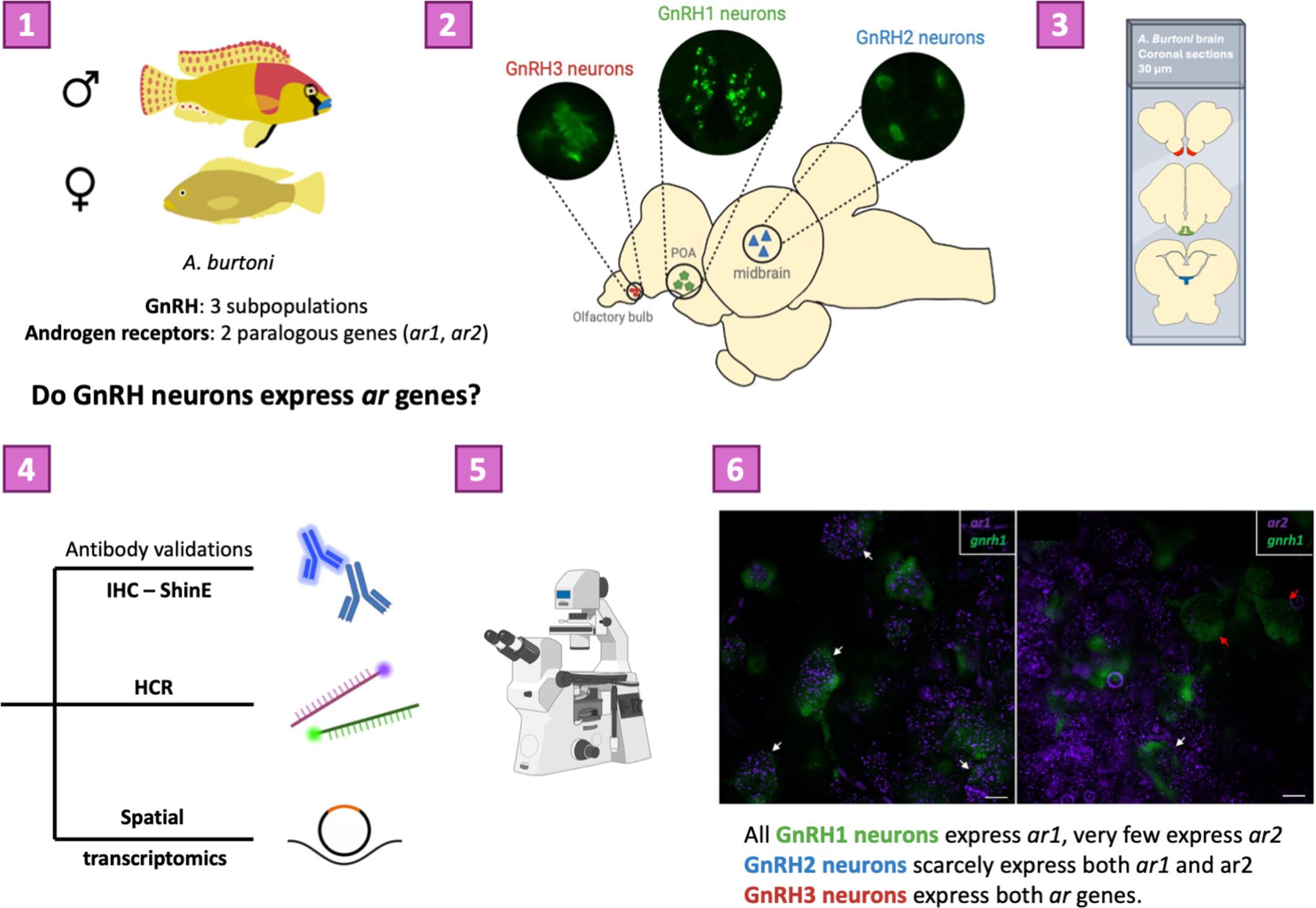 Expression of novel androgen receptors in three GnRH neuron subtypes in the cichlid brain