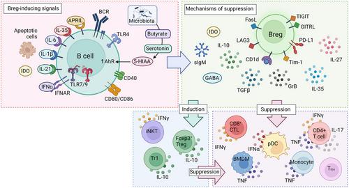 Diversity of regulatory B cells: Markers and functions