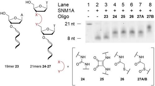 Zinc-Binding Oligonucleotide Backbone Modifications for Targeting a DNA-Processing Metalloenzyme