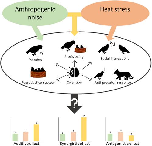 The importance of investigating the impact of simultaneous anthropogenic stressors: the effects of rising temperatures and anthropogenic noise on avian behaviour and cognition