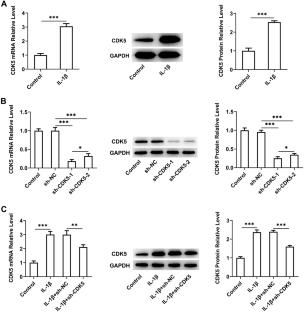 CDK5 Upregulated by ELF3 Transcription Promotes IL-1β-induced Inflammation and Extracellular Matrix Degradation in Human Chondrocytes