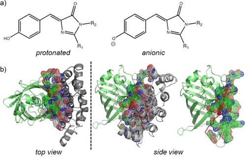 pH Sensitivity of YFPs is Reduced Upon AlphaRep Binding: Proof of Concept in Vitro and in Living Cells