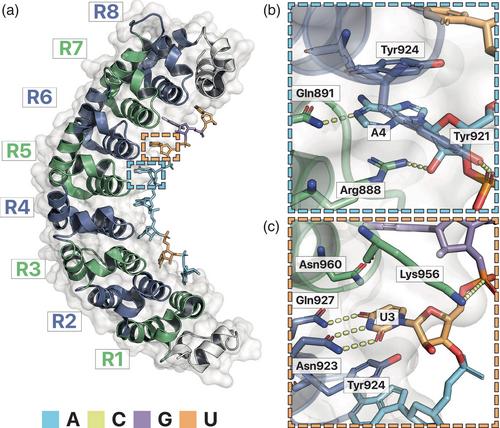 A primer for junior trainees: Recognition of RNA modifications by RNA-binding proteins