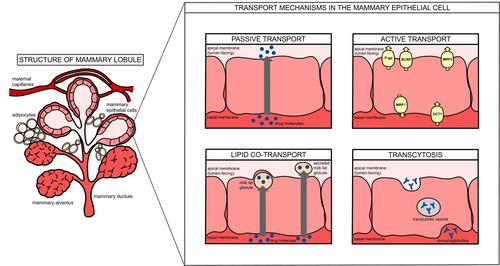 A literature review of drug transport mechanisms during lactation