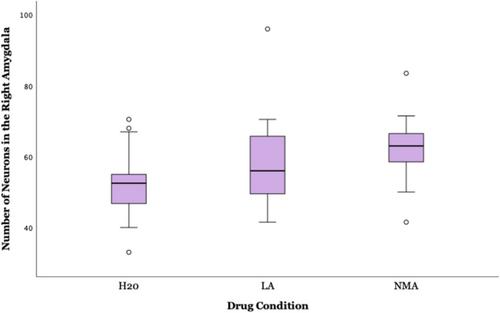 Brain structure alterations following neonatal exposure to low-frequency electromagnetic fields: A histological analysis