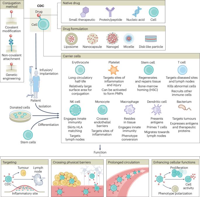 Cell–drug conjugates