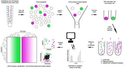 Arabidopsis enters the single-cell proteomics era