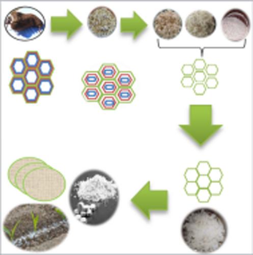 Characterization of cellulose nanocrystals from Zhombwe (Neorautanenia brachypus (harms) CA Sm.) bagasse