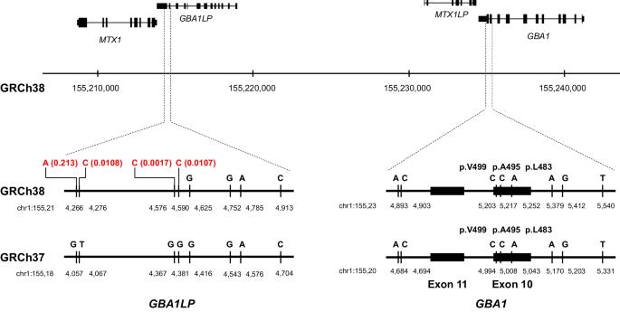 Association study of GBA1 variants with MSA based on comprehensive sequence analysis -Pitfalls in short-read sequence analysis depending on the human reference genome-