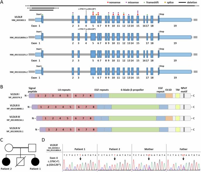 A homozygous nonsense variant in the alternatively spliced VLDLR exon 4 causes a neurodevelopmental disorder without features of VLDLR cerebellar hypoplasia