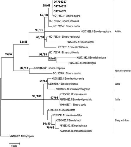 Morphological and molecular characterization of Eimeria magna infecting local rabbit (Oryctolagus cuniculus) in Alkarg City, Saudi Arabia