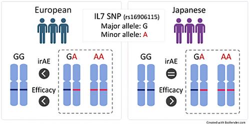 Evaluation of the associations of interlukin-7 genetic variants with toxicity and efficacy of immune checkpoint inhibitors: A replication study of a Japanese population, based on the findings of a European genome-wide association study