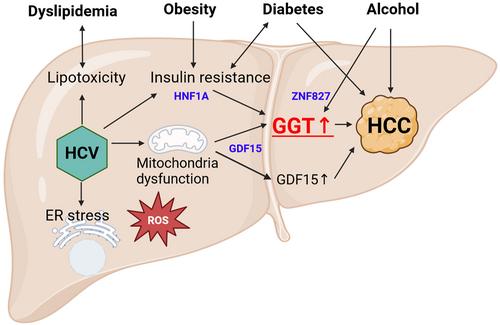 High serum gamma-glutamyltransferase level after hepatitis C virus elimination is a risk factor for the development of hepatocellular carcinoma