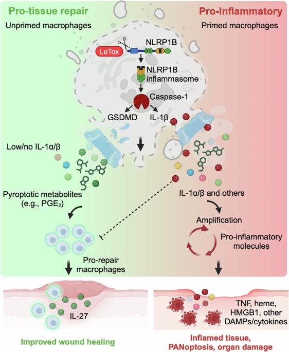 Yin and Yang of innate immune cell death