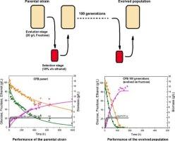 Simultaneous improvement of fructophilicity and ethanol tolerance of Saccharomyces cerevisiae strains through a single Adaptive Laboratory Evolution Strategy