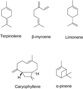 A review of Juniperus rigida Sieb. et Zucc.: a potential supplier of bioactive compounds and medical outcomes