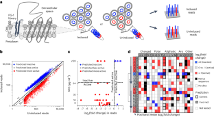 Deep mutational scanning and machine learning for the analysis of antimicrobial-peptide features driving membrane selectivity