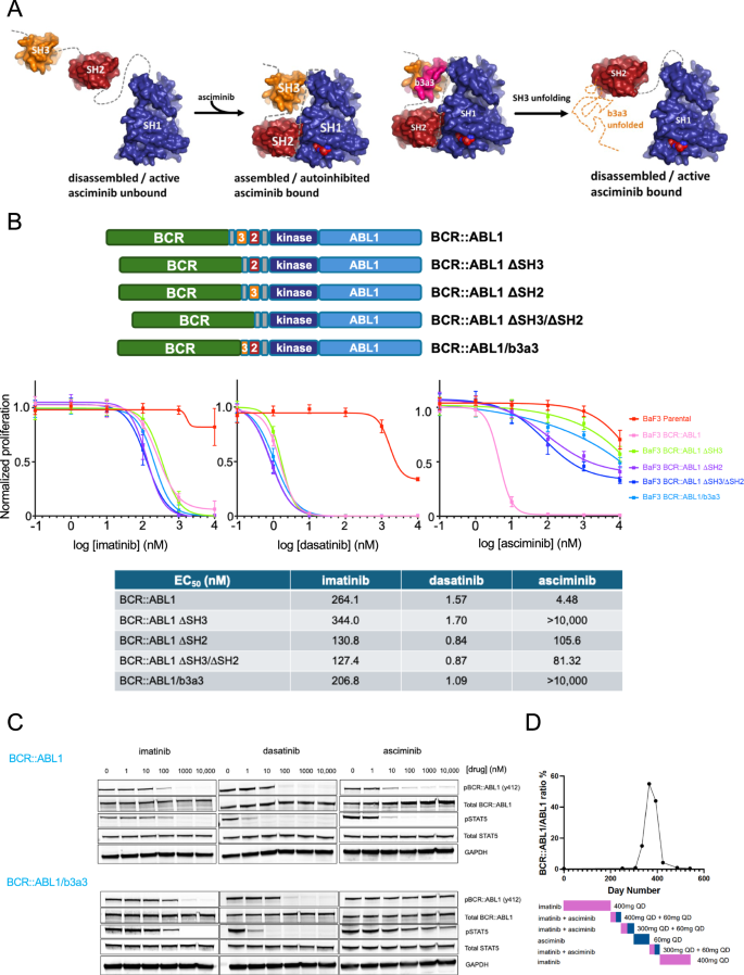 Absence of ABL1 exon 2-encoded SH3 residues in BCR::ABL1 destabilizes the autoinhibited kinase conformation and confers resistance to asciminib