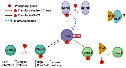 The dual role of a novel Sinorhizobium meliloti chemotaxis protein CheT in signal termination and adaptation.