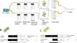 Dual effects of tomato chlorosis virus on its whitefly vector and its host plant to facilitate viral spread