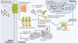 Cleavage-independent GSDME activation by UVC