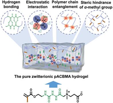 Pure Zwitterionic Hydrogel with Mechanical Robustness and Dynamic Tunability Enabled by Synergistic Non-Covalent Interactions