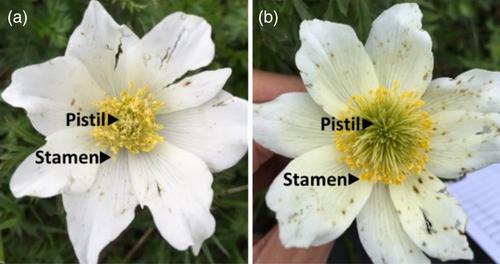 Ignoring within-flower self-fertilization and inbreeding depression biases estimates of selection on floral traits in a perennial alpine herb