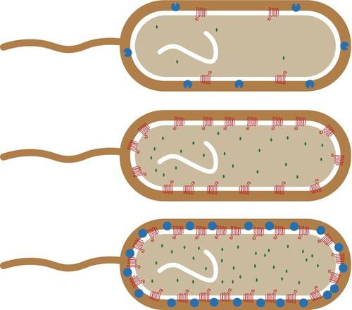 Proteolytic activity of surface-exposed HtrA determines its expression level and is needed to survive acidic conditions in Clostridioides difficile.