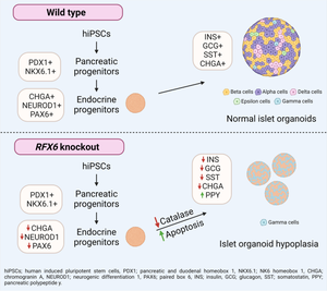 Deletion of RFX6 impairs iPSC-derived islet organoid development and survival, with no impact on PDX1<sup>+</sup>/NKX6.1<sup>+</sup> progenitors.