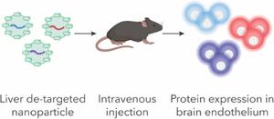 Lipid nanoparticles deliver mRNA to the blood–brain barrier