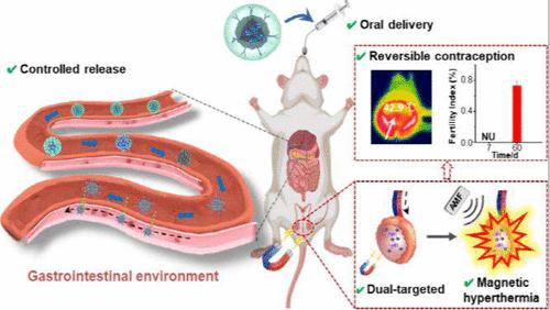 Hierarchically Dual-Targeted Casein-Coated Iron Oxide Nanoparticles as Oral Thermal Agents for Noninvasive and Reversible Male Contraception