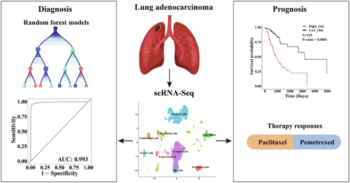 Machine-learning and scRNA-Seq-based diagnostic and prognostic models illustrating survival and therapy response of lung adenocarcinoma